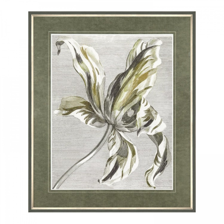 AMG00341 TULIP BLOOM