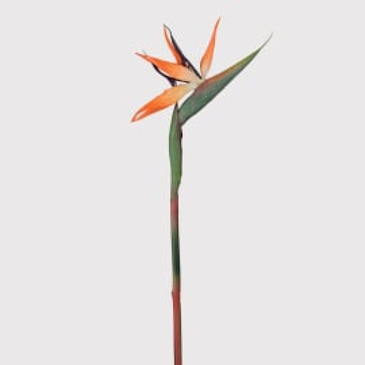 KOW1594 BIRD OF PARADISE