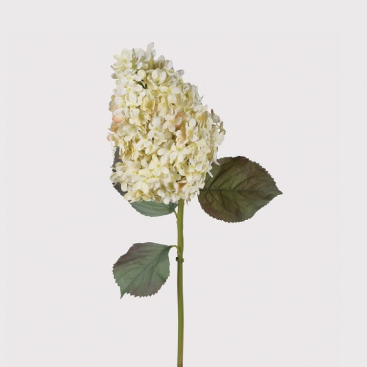 HAC681 WHITE DRY LOOK HYDRANGEA