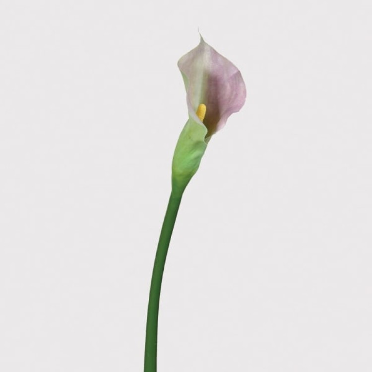 KOW2665 CALLA LILY