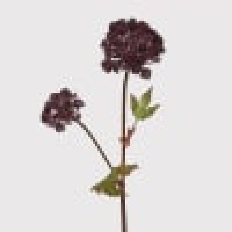 KMM954 BURGANDY ANGELICA W.LEAVES