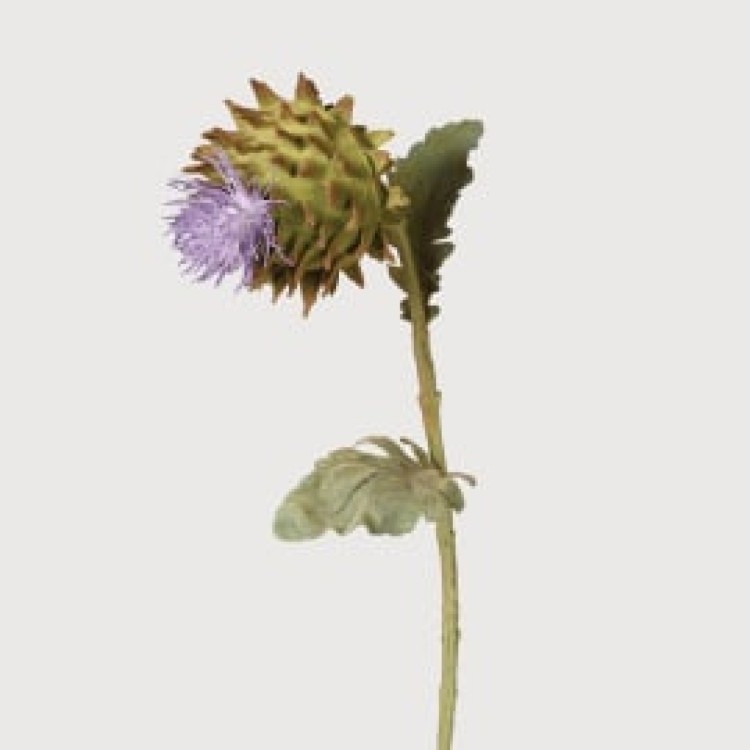 PRD2863 FLOCKED THISTLE