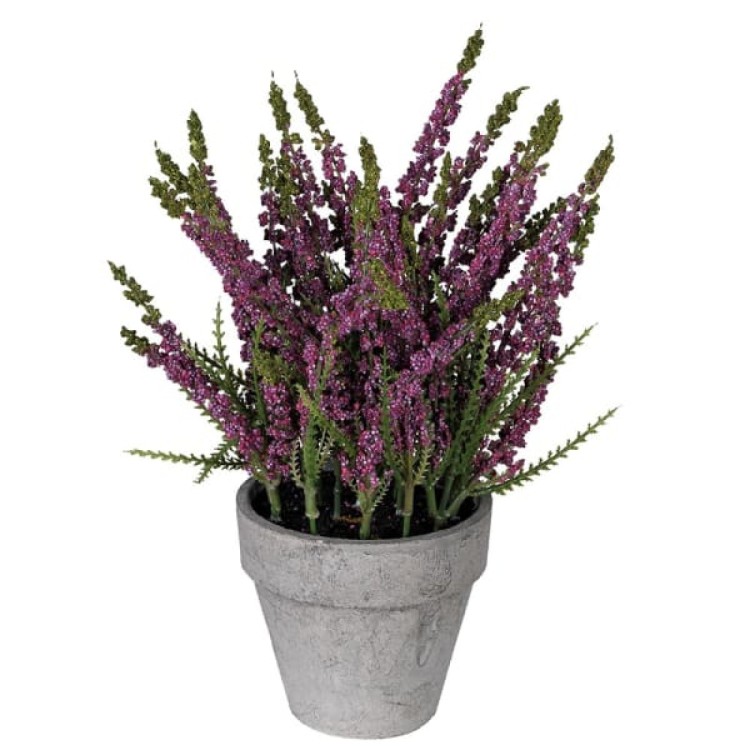 PRD3076 HEATHER PLANT IN POT